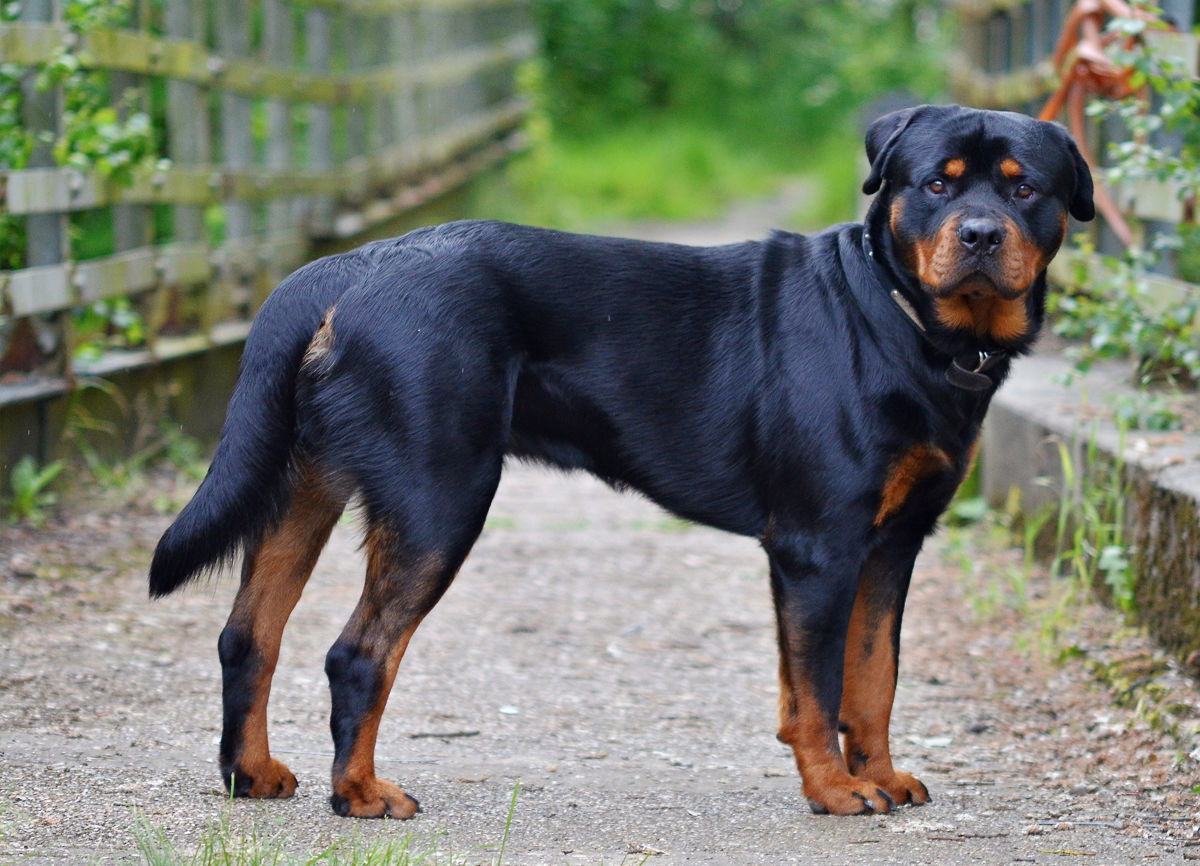 Rottweiler